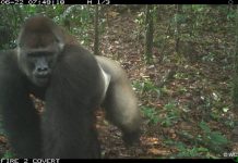 The most endangered gorilla subspecies in the world has been sighted in southern Nigeria.