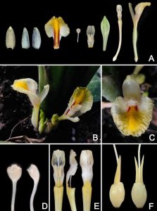 Amomum foetidum (Zingiberaceae), a New Plant Species From Northeast Thailand 1 Amomum foetidum novataxa 2020 Boonma et Saensouk 1 1