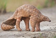 Pangolin