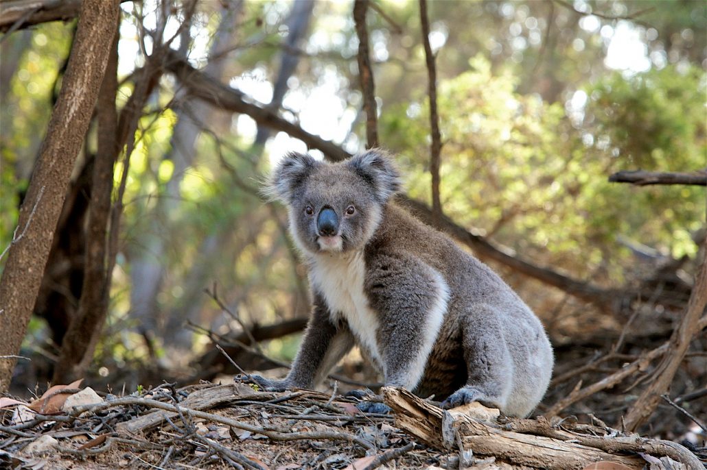By 2050, Koalas in New South Wales, Australia may be Extinct 1 animal 1835689 1280 1