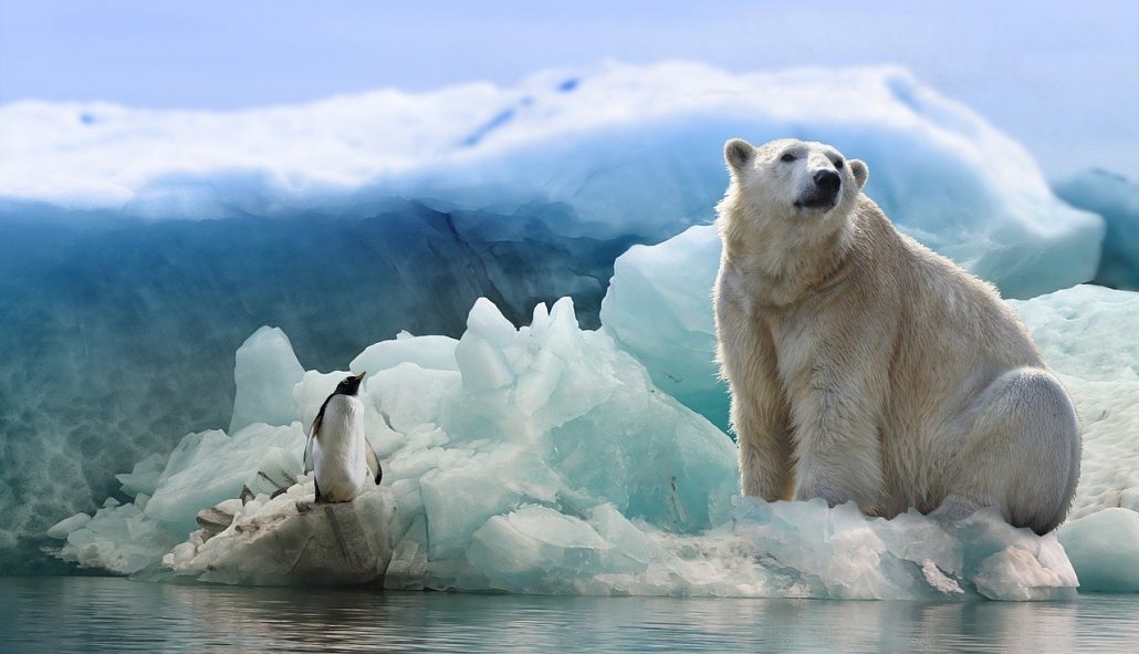 The Effect of Global Warming to Collapse the Most Polar Bear Populations by End of Century 1 polar bear 3277930 1280