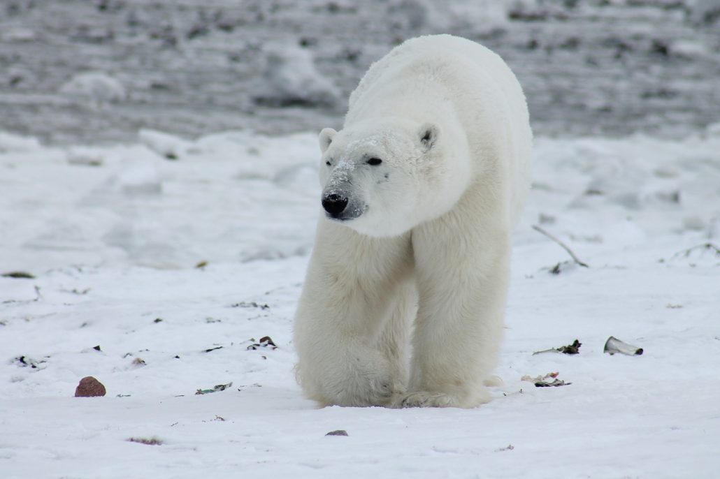 The Effect of Global Warming to Collapse the Most Polar Bear Populations by End of Century 2 polar bear 404317 1280