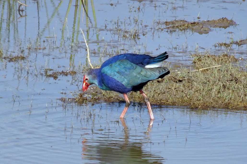10 FAQ about the South Island Takahe; The largest living rail in the world 1 purple swamphen 3104167 1280