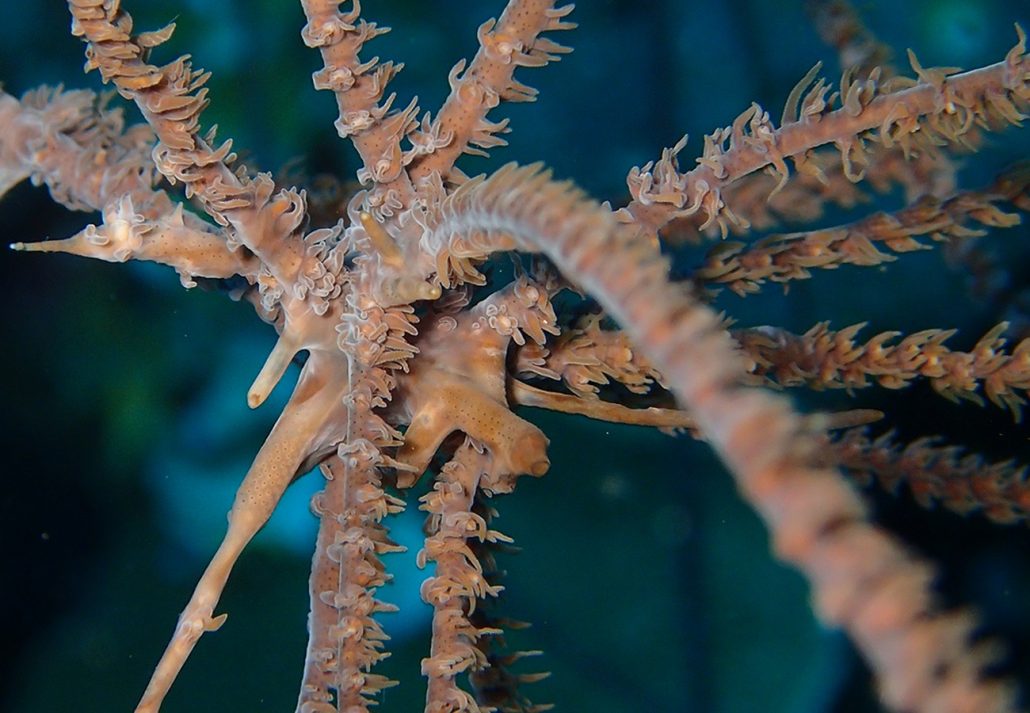 Blastopathes Medusa: A New Genus and Species of Black Coral From Papua New Guinea 1 Blastopathes medusa novataxa 2020 Horowitz Brugler Bridge et Cowman @JeremyHorowitz3 @BlackCoralLab