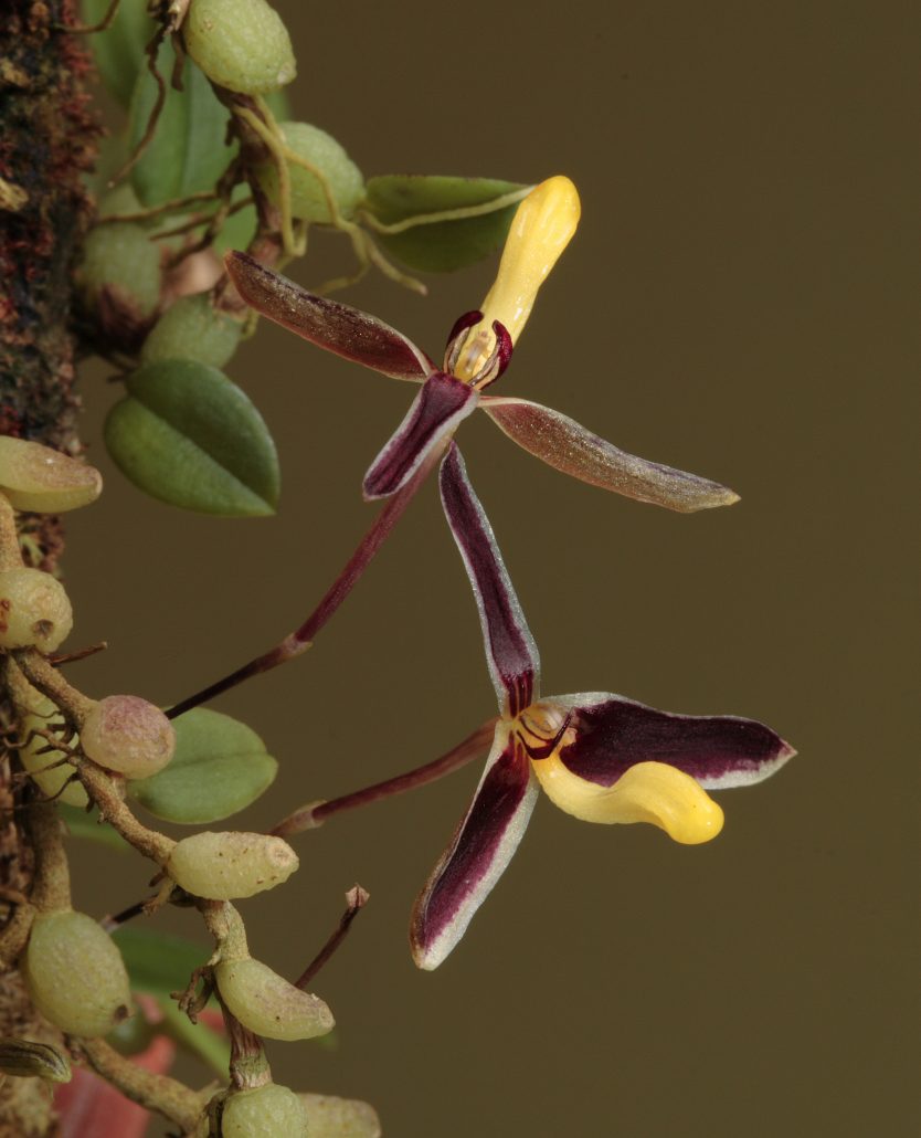 New Guinea Named World’s Most Plant-Rich Island 5 Bulbophyllum alkmaarense 1