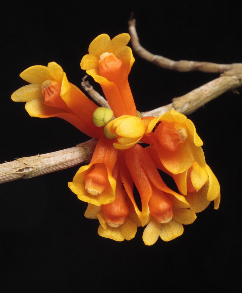 New Guinea Named World’s Most Plant-Rich Island 3 Dendrobium subclausum