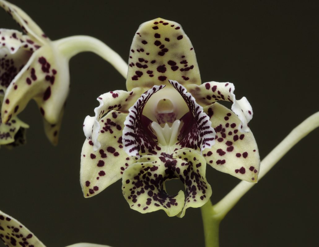 New Guinea Named World’s Most Plant-Rich Island 4 Dendrobium tapiniense