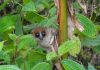 Home 8 Jonahs mouse lemur 768x512 1