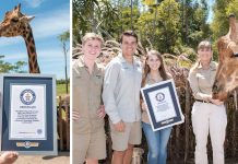 compilation-of-worlds-tallest-giraffe-Forest-with-the-Irwin-family