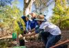 Tree Planting