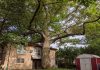 Home 9 010 majestic oak tree 1