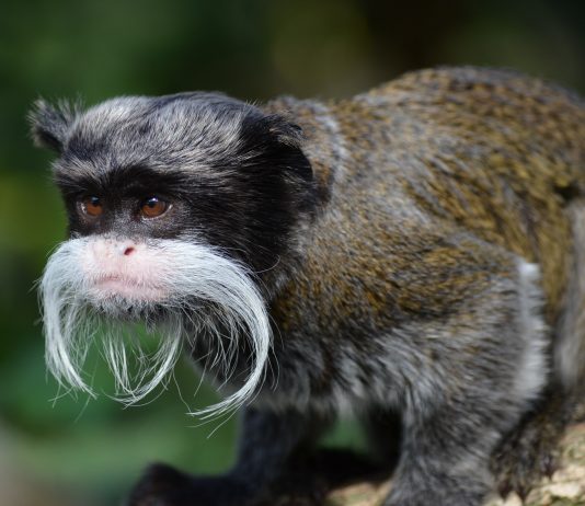 emperor tamarin